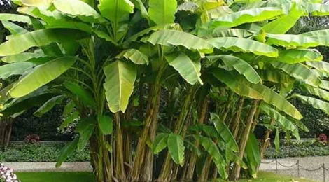 abaca