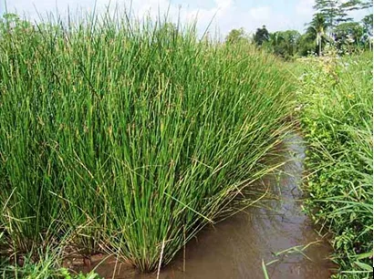 herbe de mer